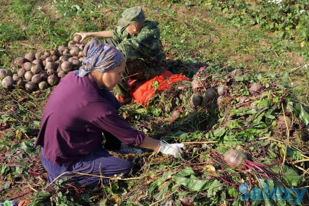 требуются рабочие на прополку и уборку огурцов  свеклы и картофеля вахта, фотография 1