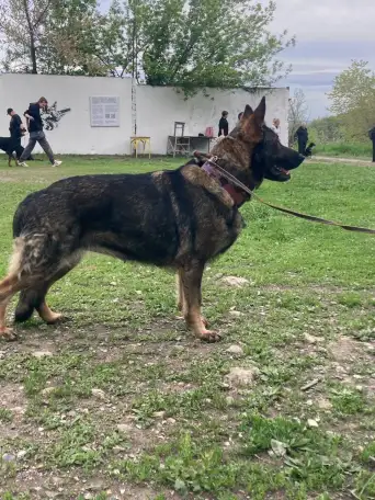 Немецкая овчарка, фотография 2