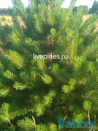 Саженцы Живая Сocна Обыкновенная, фотография 1