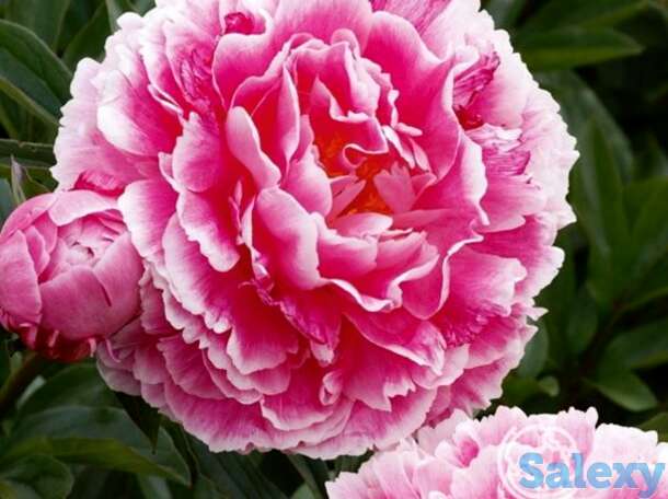 Пион кёнингин вильгельмина, фотография 1