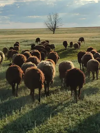 Мелкий скот, бараны, фотография 3