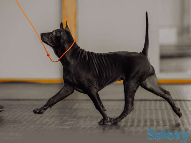 Щенки Тайского риджбека, фотография 7