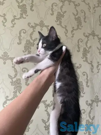 Отдам котенка в добрые руки, фотография 2