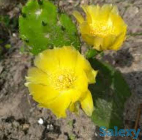 Опунция уличная, зимостойкая ( съедобная)., фотография 2