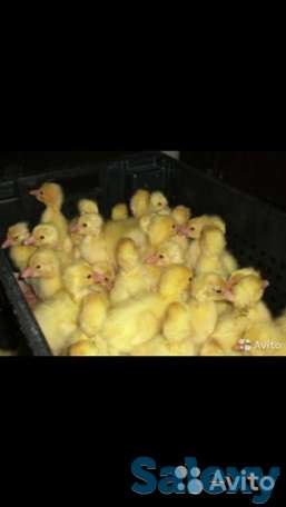 Гусята (молодняк), фотография 2