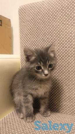 Отдам котят в заботливые руки, фотография 4