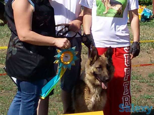 Щенки немецкой овчарки, фотография 2