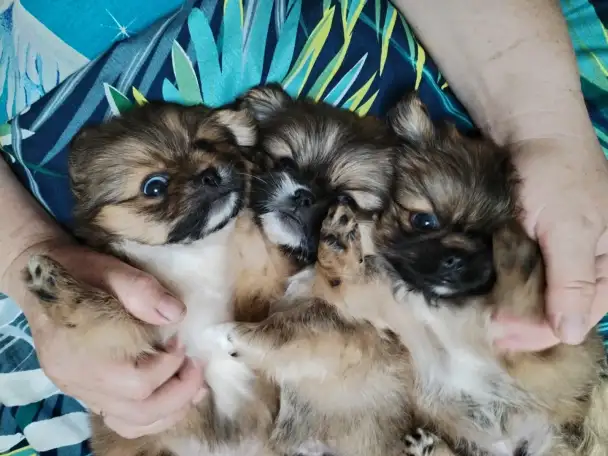 Продам щенков пекинеса, фотография 3