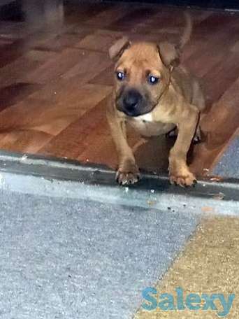 Пит будь 2 месяца, фотография 1