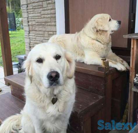 Продам щенков голден(золотистый) ретривера, фотография 1