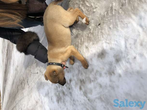 Отдаем щенят в самые лучшие руки, фотография 1