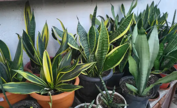 Продам Сансевиерию, фотография 9