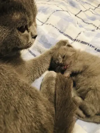 Шотландский прямоухий кот на вязку, фотография 4