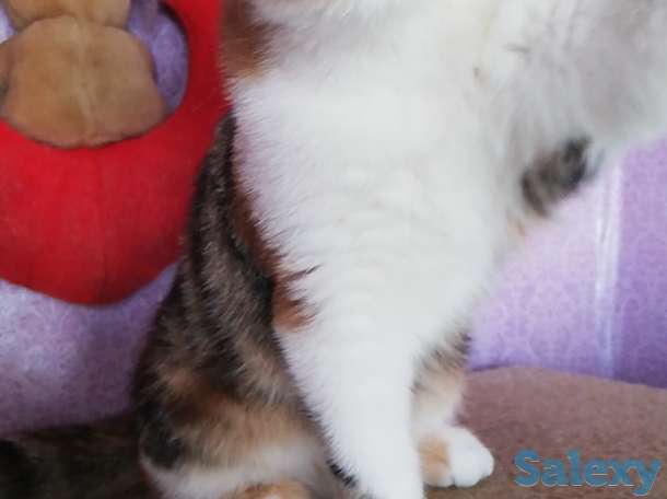 Котенок девочка экзоточка, фотография 1