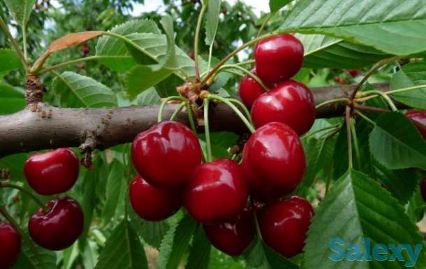 Саженцы плодовых и декрраиивных кустарников, фотография 7