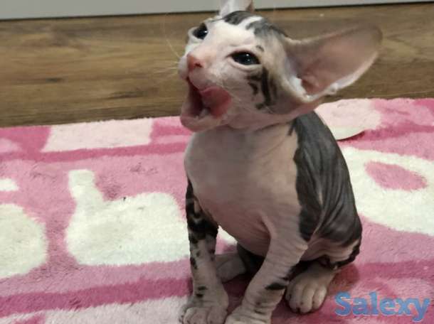 Котята сфинкс, фотография 1