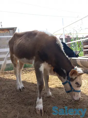 корова нестельная, фотография 5