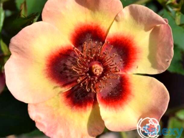 Роза фэнси бэбилон айз, интерплант, фотография 1