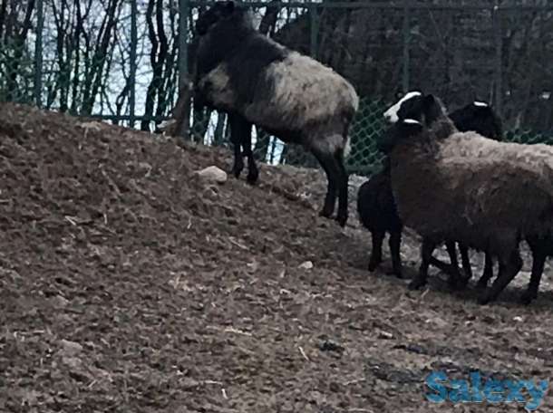 Продам овец романовских, фотография 3