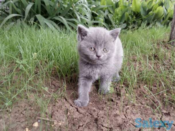 продам котят мраморного окраса, фотография 5