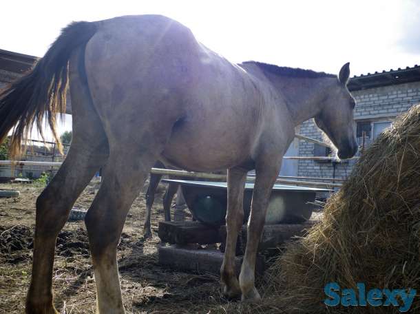 Лошади, конина, фотография 1