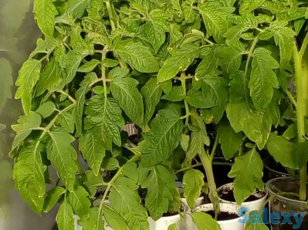 Рассада томатов, самые вкусные сорта, фотография 3