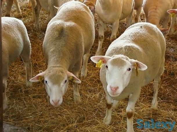 Племенные овцы Шароле (скот из Европы класса Элита и Элита Рекорд), фотография 6