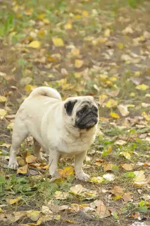 Мопсята девочки, фотография 1