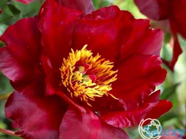 Пион-ито скарлет хевен, фотография 1