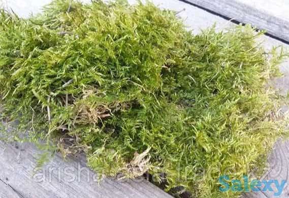 Мох Сфагнум., фотография 1