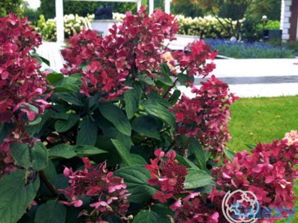 Гортензия вимс ред, фотография 1