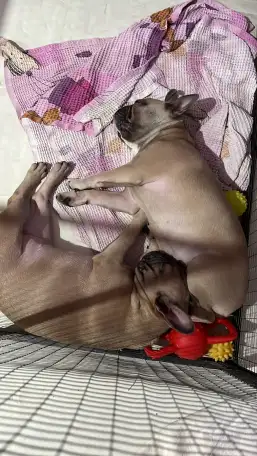 В продаже Шикарные девочки французского бульдога, фотография 3