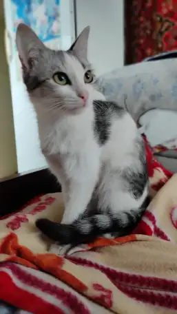 Отдам в добрые руки, фотография 1