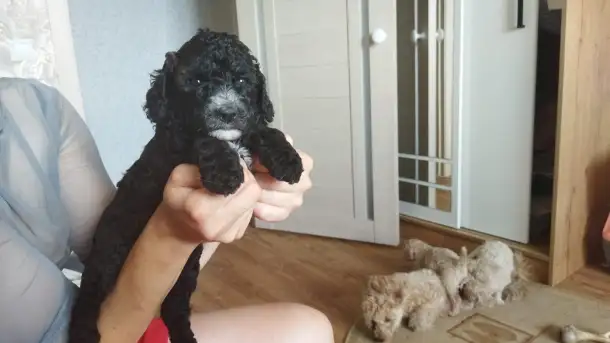 Продается пудель с черными кудрями, фотография 1