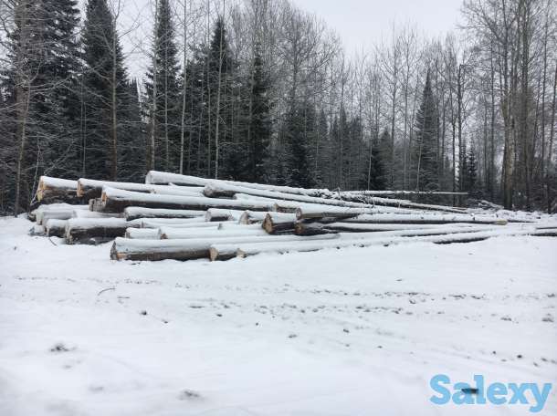 Продам хлыст пихтача, пиломатериал, кругляк лес круг, фотография 5