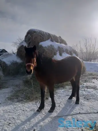 Продам лошадей, фотография 6