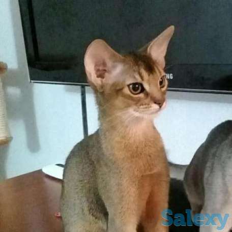 Абиссинская кошечка, фотография 1