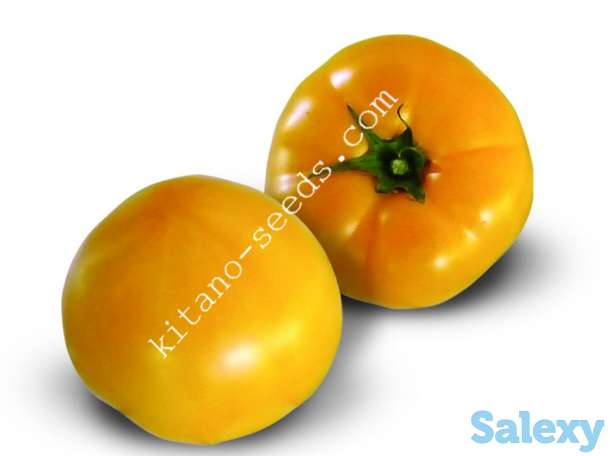 Семена желтого тепличного томата ЯМАМОТО F1, KITANO SEEDS, фотография 1