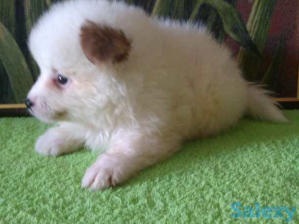 Продам мальчишек шпицов, фотография 10