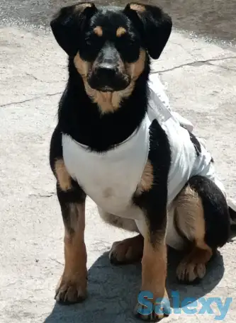 Зита ищет дом. Доставлю!, фотография 1