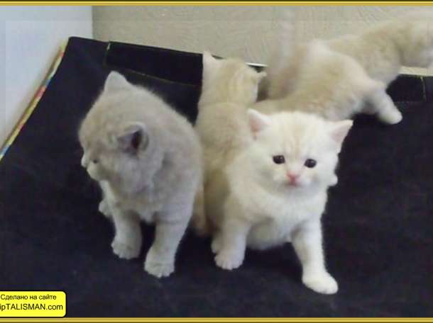 Продаю котят Скоттиш-Страйт, фотография 6