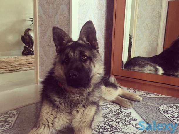 Пропала собака!!!, фотография 2