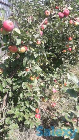 Плодовые деревья, фотография 3