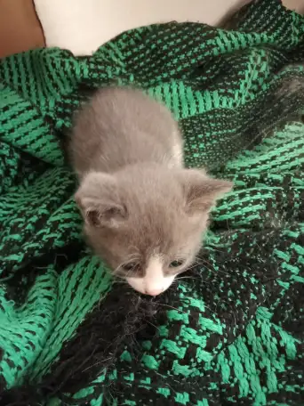 Отдам котят в добрые руки., фотография 1