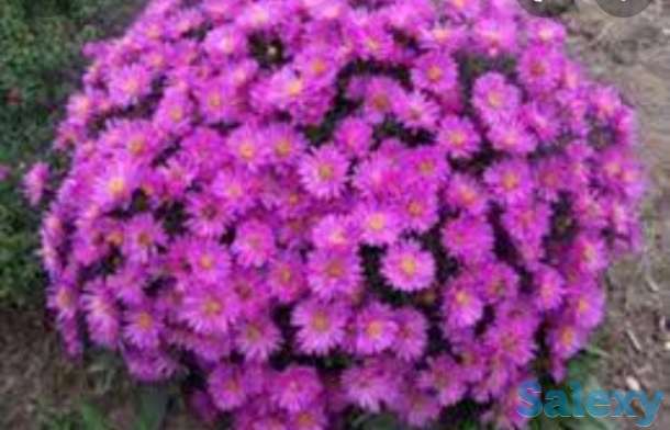 Цветы Астра новобельгийская., фотография 2