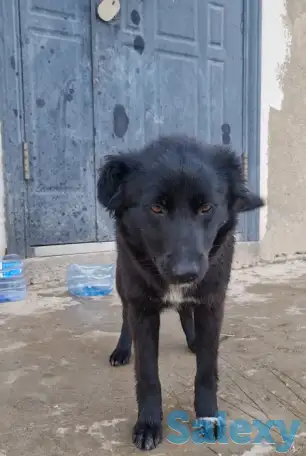 Дашка ищет дом. Доставлю!, фотография 6