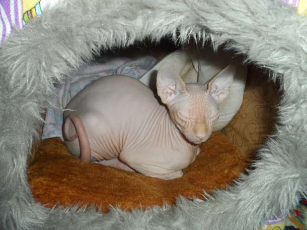 Продам котёнка канадского сфинкса, фотография 5