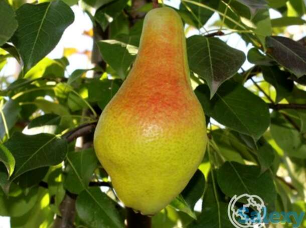 Груша яковлевская, фотография 1