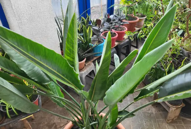 Продам королевскую Стрелицию, фотография 1