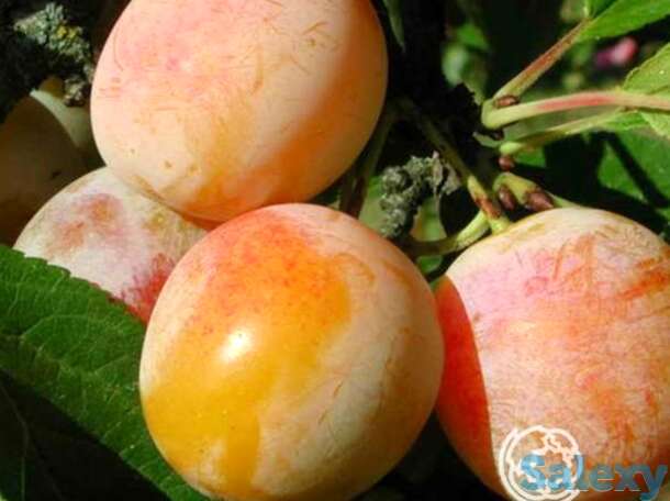 Слива яхонтовая, фотография 1